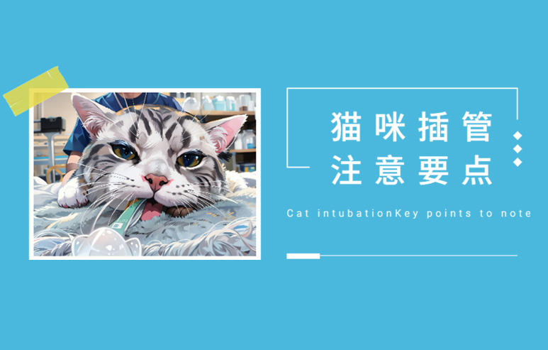 猫咪插管注意要点