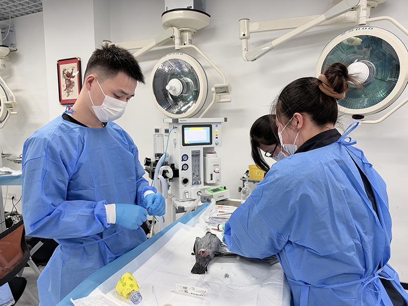 德菲医疗助力宠物医师网异宠初中阶实操培训圆满结束
